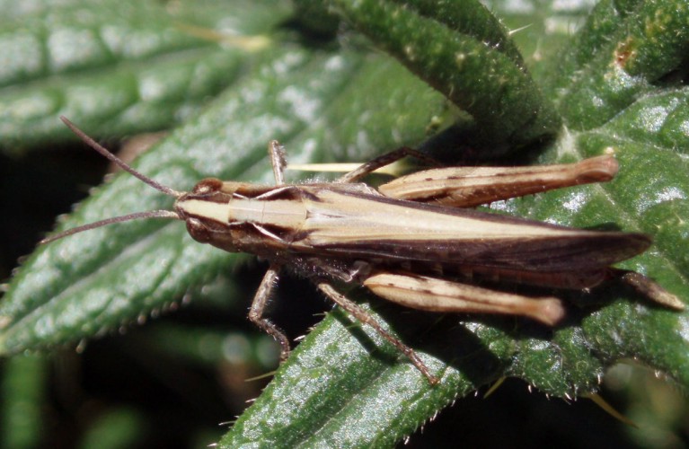 Cavalletta di alta motagna: Omocestus sp.